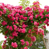 Rosa Trepadora Encanto Perene - Cosecha Premium 24/25 + Bonos Limitados + Entrega Gratis