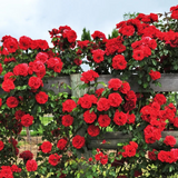 Rosa Trepadora Encanto Perene - Cosecha Premium 24/25 + Bonos Limitados + Entrega Gratis